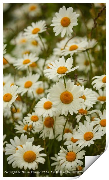 Cotswolds Daisy Field Landscape Print by Simon Johnson