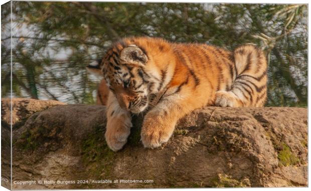 Satsuma Tiger Dominance in Nature Canvas Print by Holly Burgess