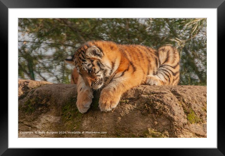 Satsuma Tiger Dominance in Nature Framed Mounted Print by Holly Burgess