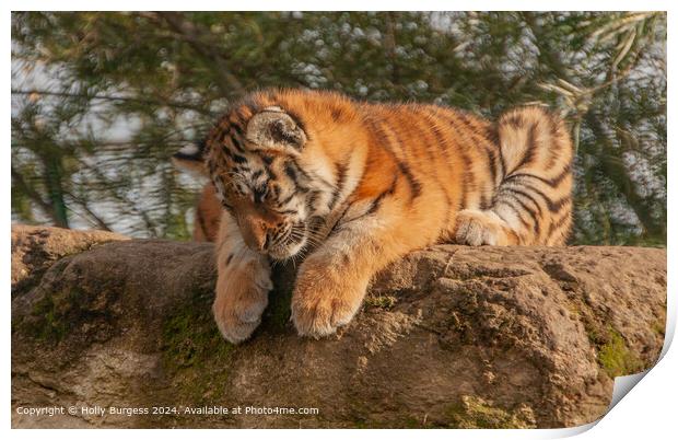 Satsuma Tiger Dominance in Nature Print by Holly Burgess