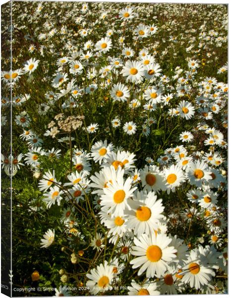 Daisy Flowers Cotswolds Landscape Canvas Print by Simon Johnson