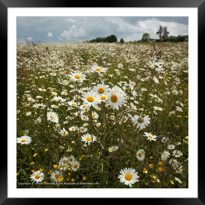 Cotswolds Daisy Field Landscape Framed Mounted Print by Simon Johnson