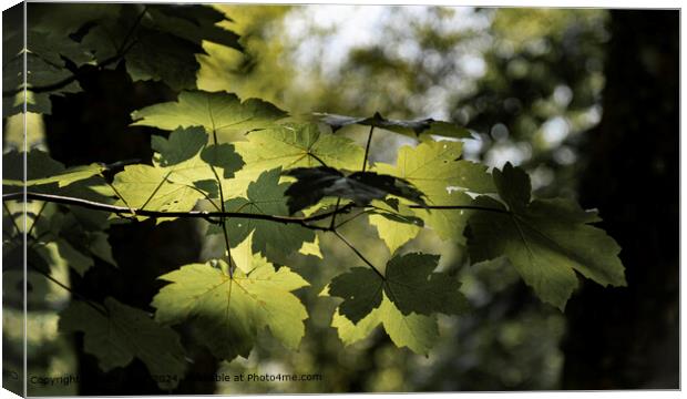 Dappled Sunlight Plane Tree Canvas Print by Tom Lloyd