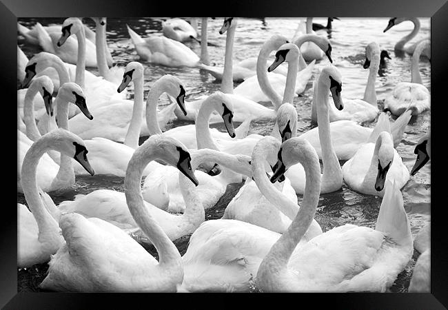 swans Framed Print by david harding