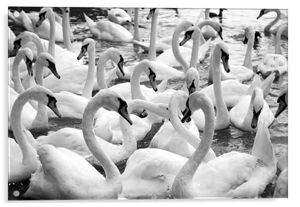 swans Acrylic by david harding