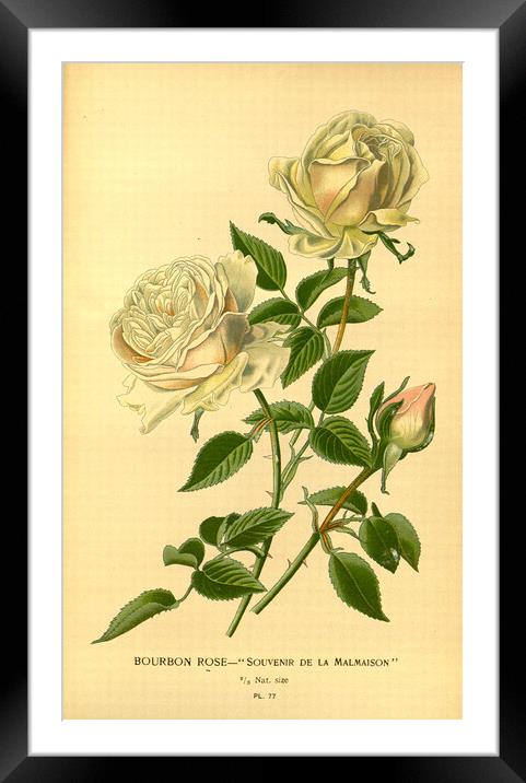 Vintage Bourbon Rose Souvenir De La Malmaison Bota Framed Mounted Print by Fine Art Works