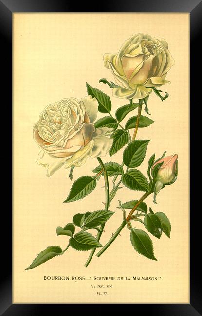 Vintage Bourbon Rose Souvenir De La Malmaison Bota Framed Print by Fine Art Works