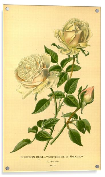 Vintage Bourbon Rose Souvenir De La Malmaison Bota Acrylic by Fine Art Works