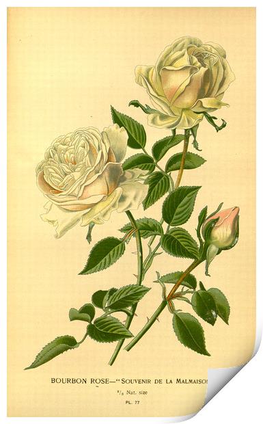 Vintage Bourbon Rose Souvenir De La Malmaison Bota Print by Fine Art Works