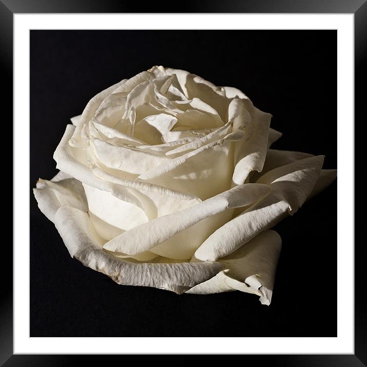 White Rose, Silver Anniversary Framed Mounted Print by Steve Purnell