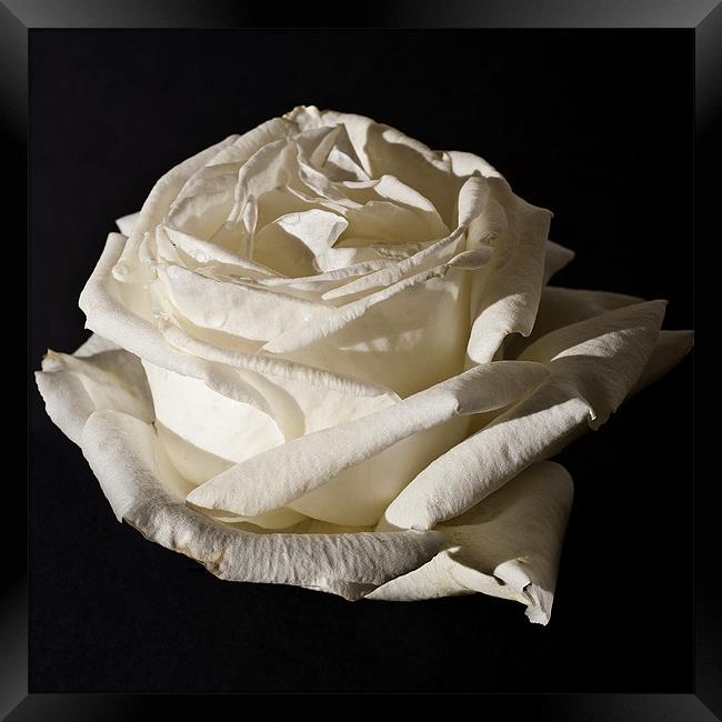 White Rose, Silver Anniversary Framed Print by Steve Purnell