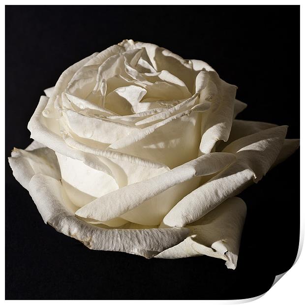 White Rose, Silver Anniversary Print by Steve Purnell