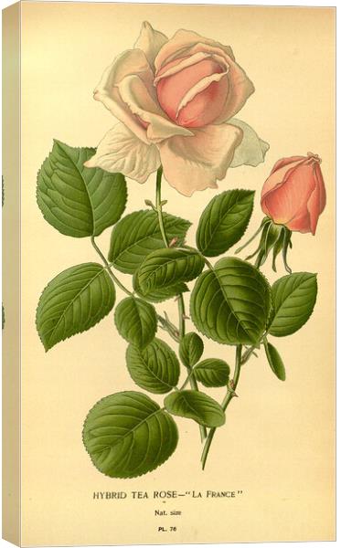 Vintage Hybrid Tea Rose La France Botanical Illust Canvas Print by Fine Art Works