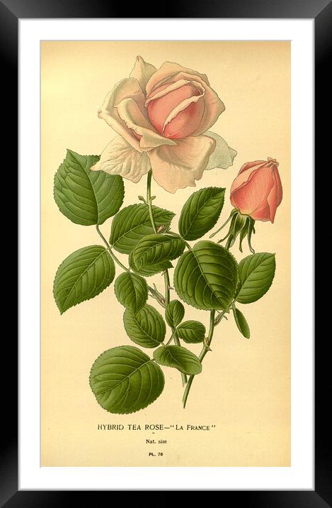 Vintage Hybrid Tea Rose La France Botanical Illust Framed Mounted Print by Fine Art Works