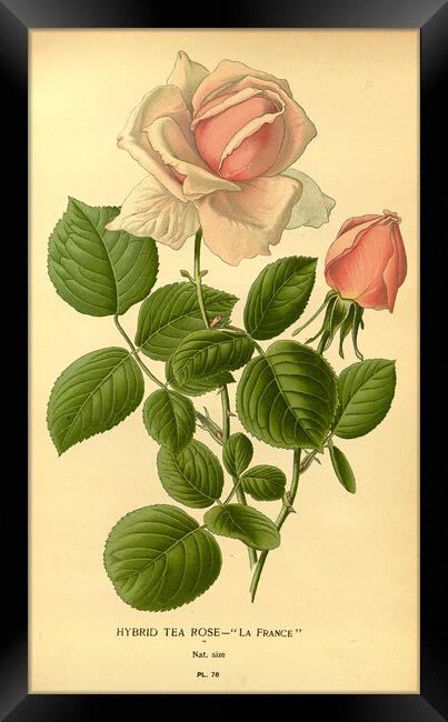 Vintage Hybrid Tea Rose La France Botanical Illust Framed Print by Fine Art Works