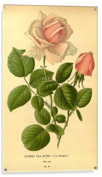 Vintage Hybrid Tea Rose La France Botanical Illust Acrylic by Fine Art Works