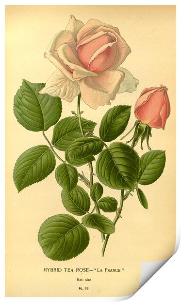 Vintage Hybrid Tea Rose La France Botanical Illust Print by Fine Art Works