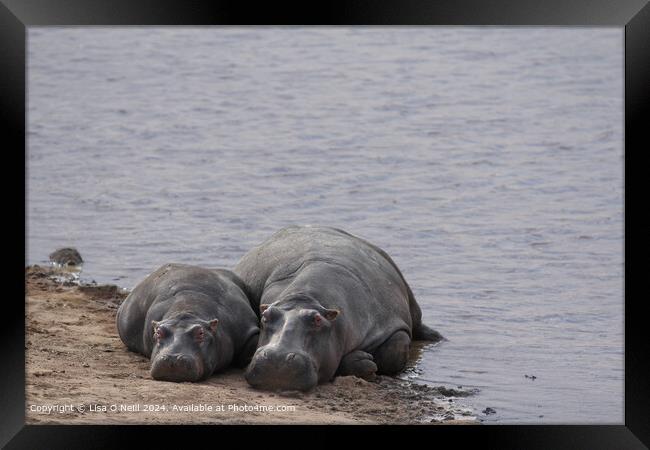 Two Hippos  Framed Print by Lisa O Neill