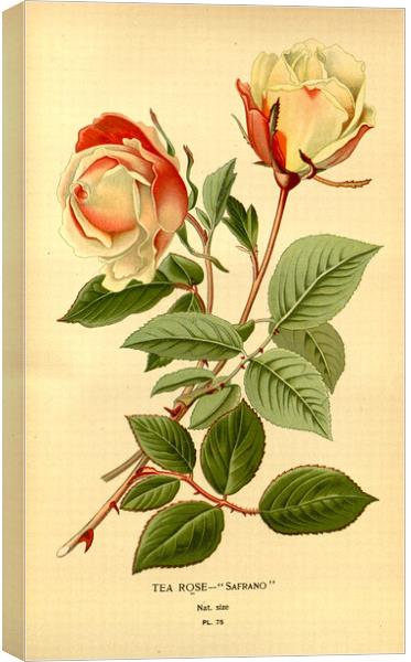 Vintage Botanical Floral Safrano Tea Rose Canvas Print by Fine Art Works
