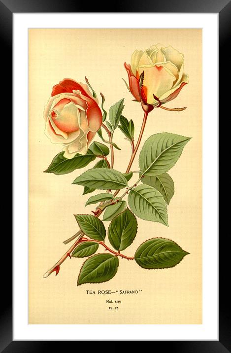 Vintage Botanical Floral Safrano Tea Rose Framed Mounted Print by Fine Art Works