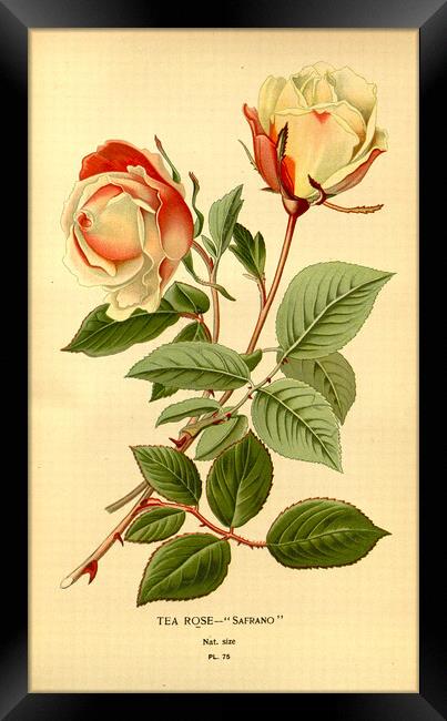 Vintage Botanical Floral Safrano Tea Rose Framed Print by Fine Art Works
