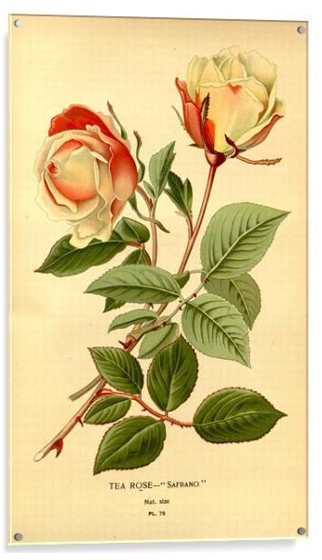 Vintage Botanical Floral Safrano Tea Rose Acrylic by Fine Art Works