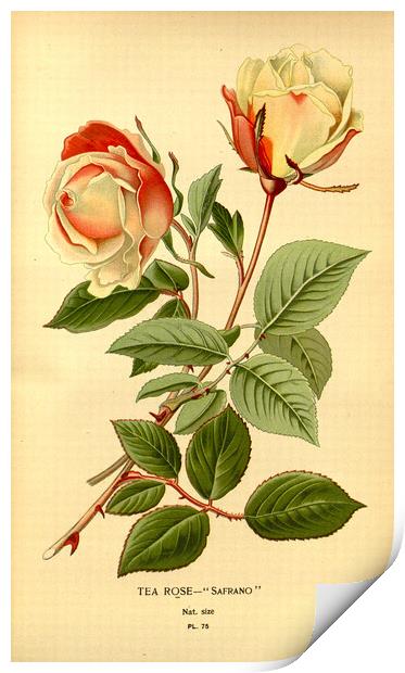 Vintage Botanical Floral Safrano Tea Rose Print by Fine Art Works