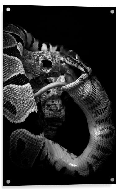 Portrait of a Dining Python Acrylic by Antonio Ravelli