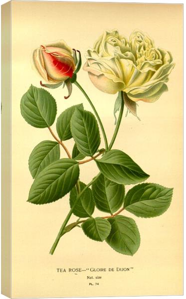 Vintage Tea Rose Botanical Floral Illustration Glo Canvas Print by Fine Art Works