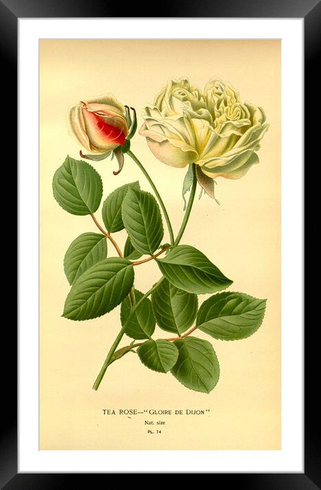 Vintage Tea Rose Botanical Floral Illustration Glo Framed Mounted Print by Fine Art Works