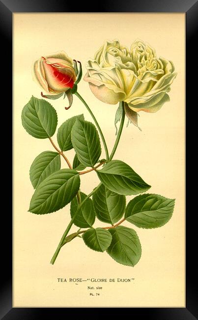Vintage Tea Rose Botanical Floral Illustration Glo Framed Print by Fine Art Works
