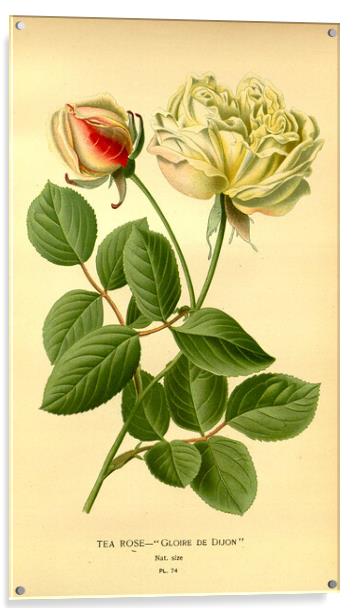 Vintage Tea Rose Botanical Floral Illustration Glo Acrylic by Fine Art Works