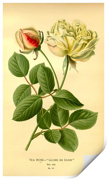 Vintage Tea Rose Botanical Floral Illustration Glo Print by Fine Art Works