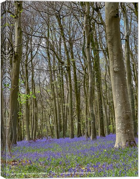 Cotswolds Bluebells Canvas Print by Graham Lathbury