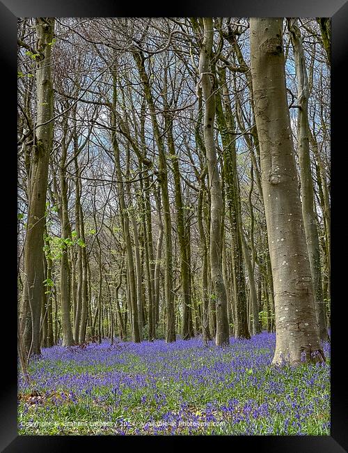Cotswolds Bluebells Framed Print by Graham Lathbury