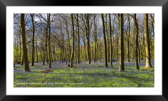 Cotswolds Forest Bluebells Framed Mounted Print by Graham Lathbury