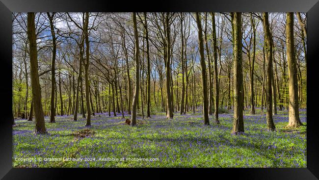 Cotswolds Forest Bluebells Framed Print by Graham Lathbury