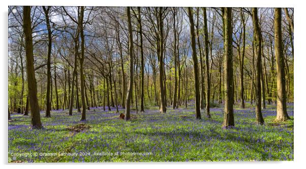 Cotswolds Forest Bluebells Acrylic by Graham Lathbury