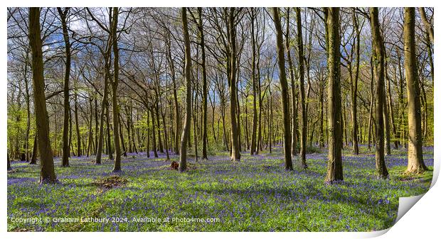 Cotswolds Forest Bluebells Print by Graham Lathbury