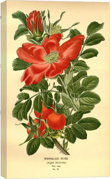 Vintage Botanical Wrinkled Rose Rosa Rugosa Ilustr Canvas Print by Fine Art Works