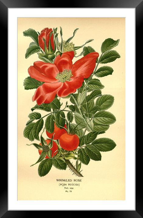 Vintage Botanical Wrinkled Rose Rosa Rugosa Ilustr Framed Mounted Print by Fine Art Works