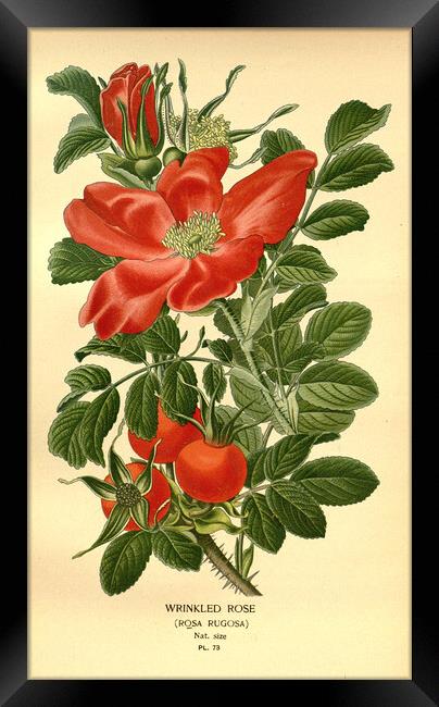 Vintage Botanical Wrinkled Rose Rosa Rugosa Ilustr Framed Print by Fine Art Works