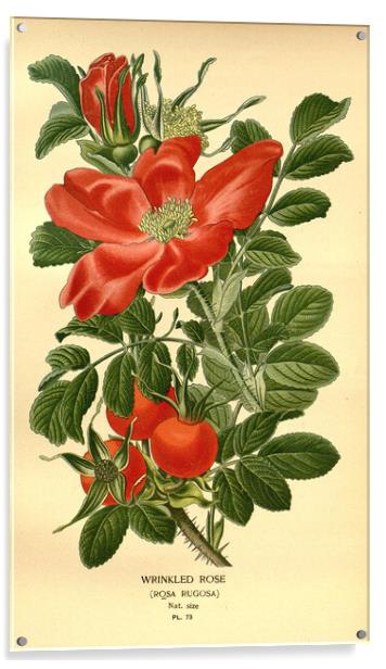 Vintage Botanical Wrinkled Rose Rosa Rugosa Ilustr Acrylic by Fine Art Works