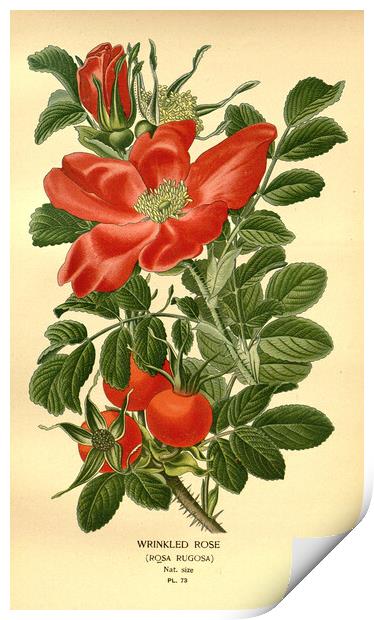 Vintage Botanical Wrinkled Rose Rosa Rugosa Ilustr Print by Fine Art Works