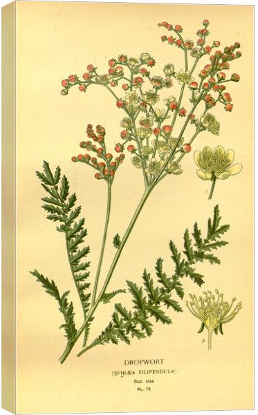 Vintage Dropwort Spiraea Filpendula Botanical Flor Canvas Print by Fine Art Works
