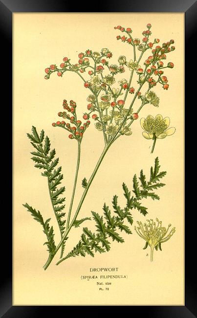 Vintage Dropwort Spiraea Filpendula Botanical Flor Framed Print by Fine Art Works