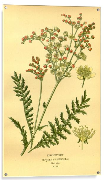 Vintage Dropwort Spiraea Filpendula Botanical Flor Acrylic by Fine Art Works
