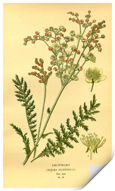 Vintage Dropwort Spiraea Filpendula Botanical Flor Print by Fine Art Works