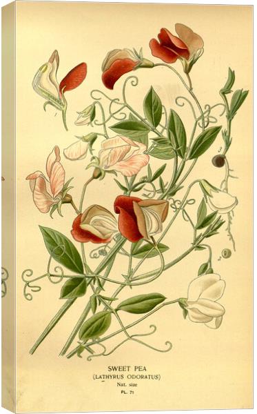 Vintage Sweet Pea Lathyrus Odoratus Botanical Flor Canvas Print by Fine Art Works