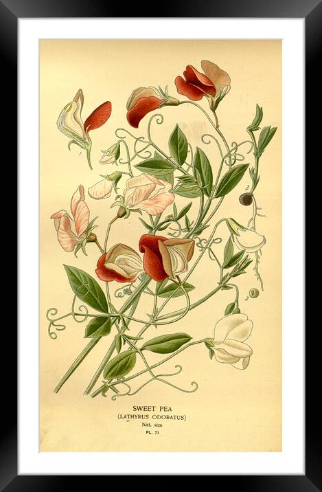 Vintage Sweet Pea Lathyrus Odoratus Botanical Flor Framed Mounted Print by Fine Art Works